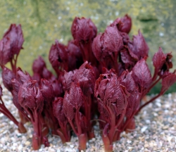 Bowl shaped strong pink flowers